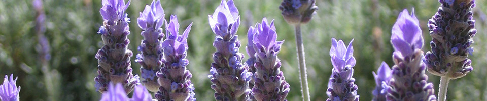 Lavender in the fields